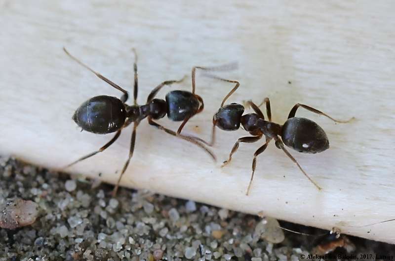 Ant queens cannibalize their sick offspring and 'recycle' them, new study reveals