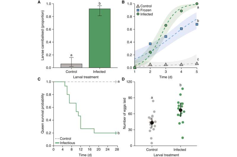 Ant queens cannibalize their sick offspring and 'recycle' them