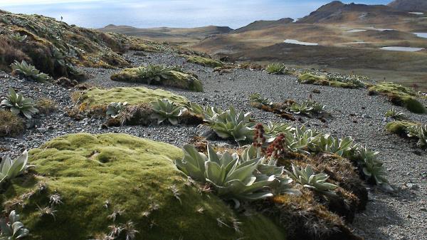 Different plants growing in mounds on gravelly soil.