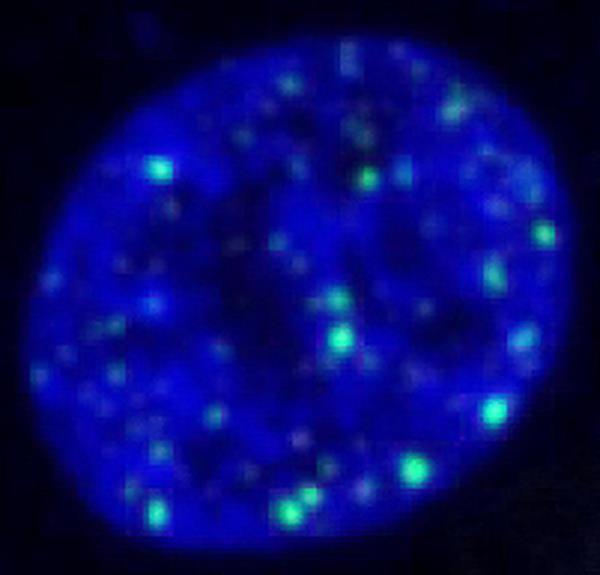 spots marking dna damage inside an early human embryo