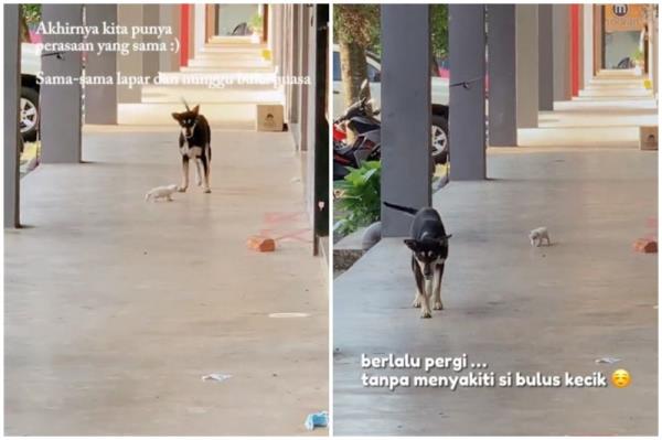 Besut council to brief Terengganu state govt on stray dogs culling, as online petition seeking justice for Kopi almost hit 10,000 signatures